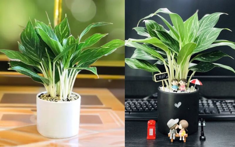 Cây Bạch Mã Hoàng Tử để bàn làm việc