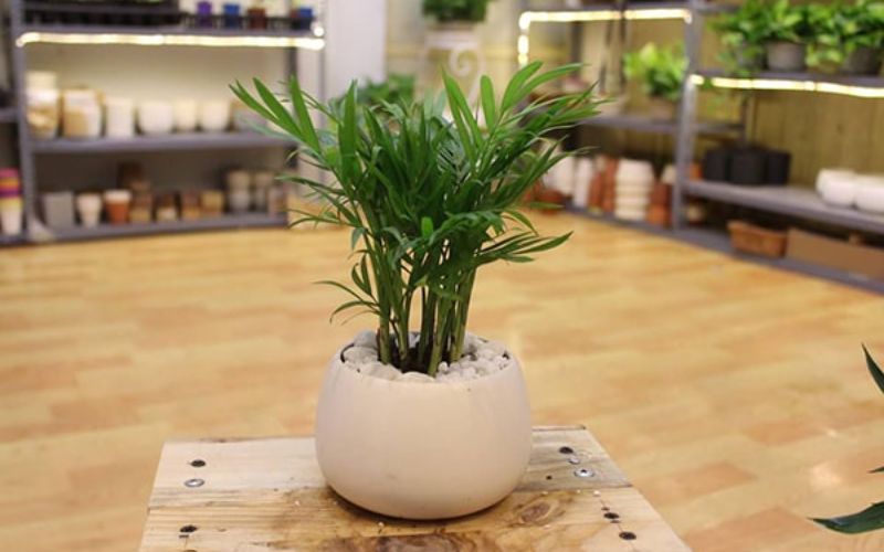 Cây cau tiểu trâm mang lại cảm giác sang trọng khi đặt trên bàn