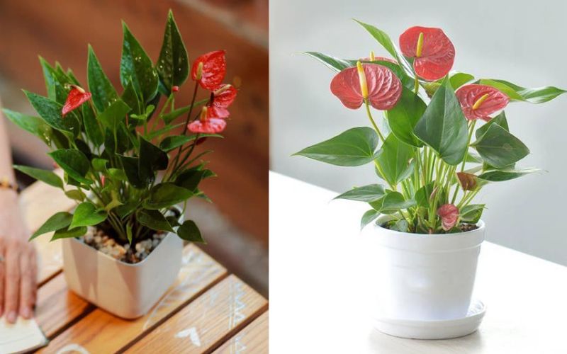 Cây Hồng Môn mang ý nghĩ tích cực rất thích hợp để bàn làm việc