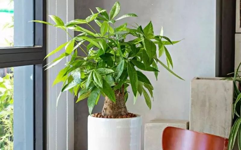 Cây Kim Ngân để bàn làm việc