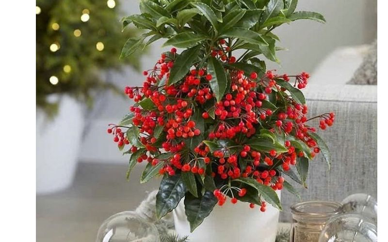 Cây kim ngân lượng mang ý nghĩa tài lộc và thịnh vượng