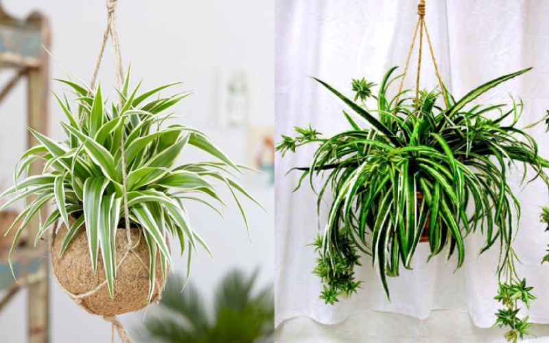 Đặt Lan Chi trên bàn giúp may mắn, năng lượng