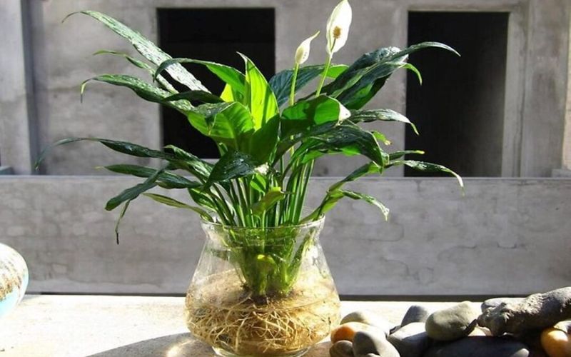 Cây Lan Ý để bàn làm việc
