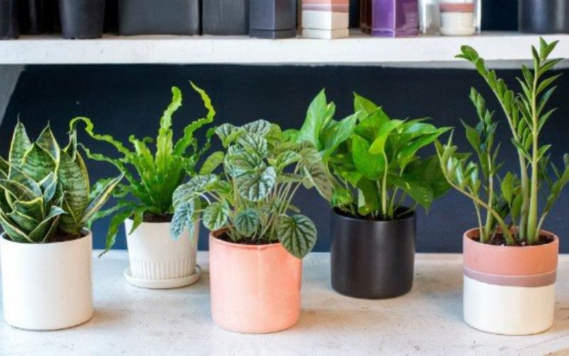 Cây lưỡi hổ mang ý nghĩ bảo vệ và thịnh vượng cho gia chủ