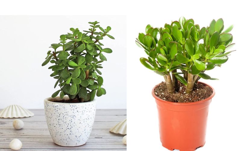 Cây ngọc bích giúp thu hút năng lượng