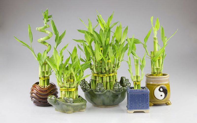 Cây tài lộc để bàn làm việc này mang ý nghĩa may mắn và phát triển mạnh mẽ