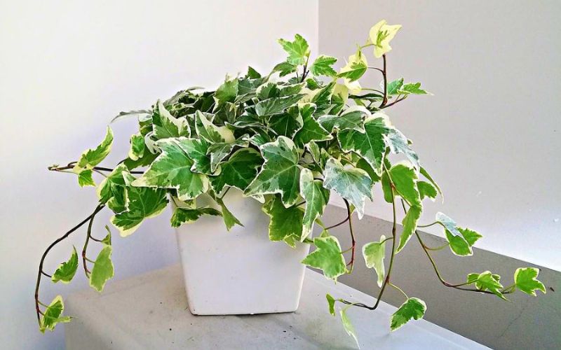 Cây Thường Xuân giúp thanh lọc không khí và giảm căng thẳng hiệu quả