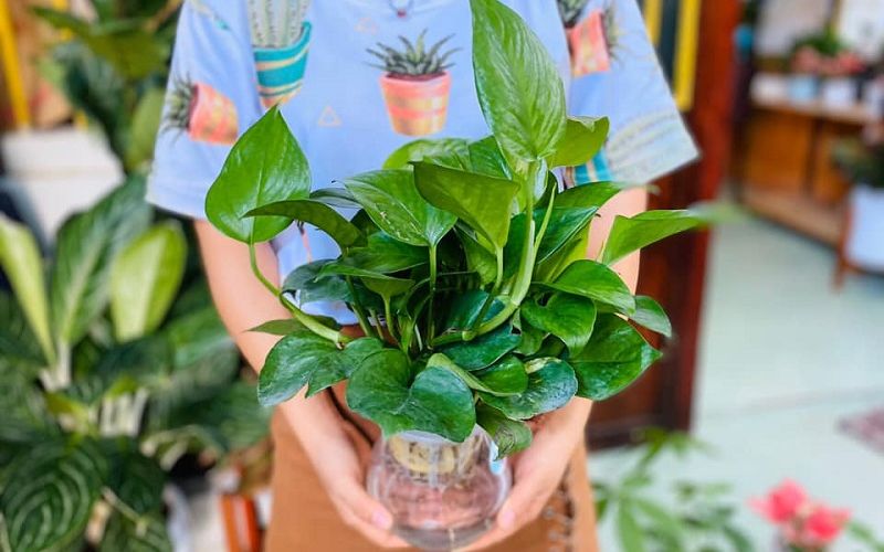 Cây trầu bà biểu tượng cho sự bình yên và thịnh vượng