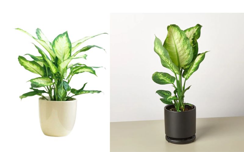 Cây vạn niên thanh phù hợp với những người mệnh mộc
