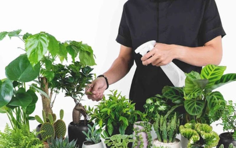 Hướng dẫn cách chăm sóc cây văn phòng luôn được tươi tốt