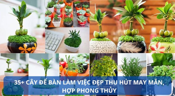 Một số loại cây để bàn làm việc đem lại may mắn hợp mệnh
